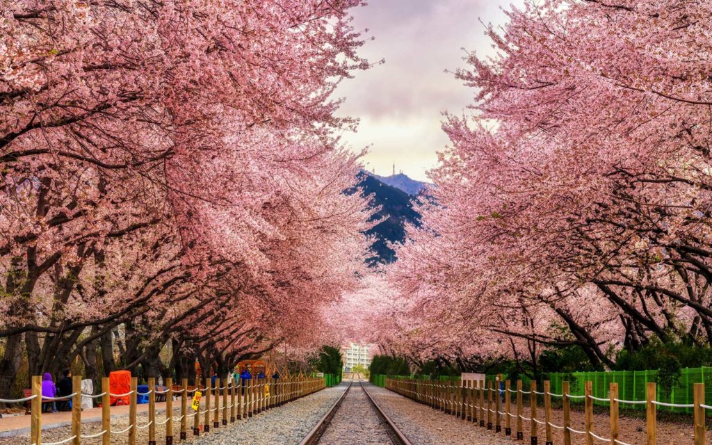 Cherry Blossom Festival, South Korea