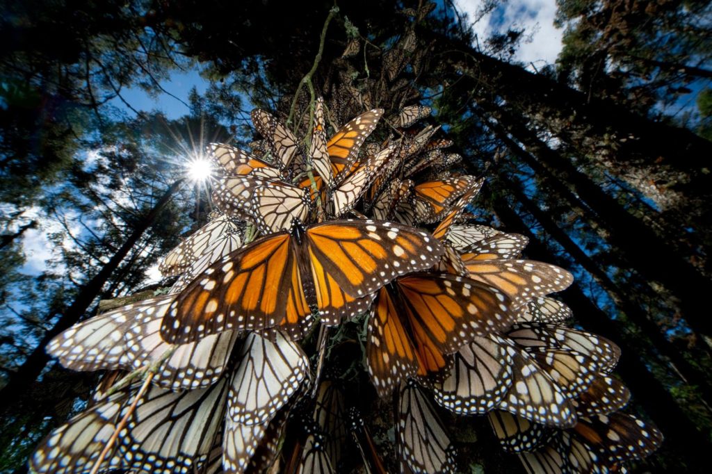 Monarch Butterfly Migration Mexico