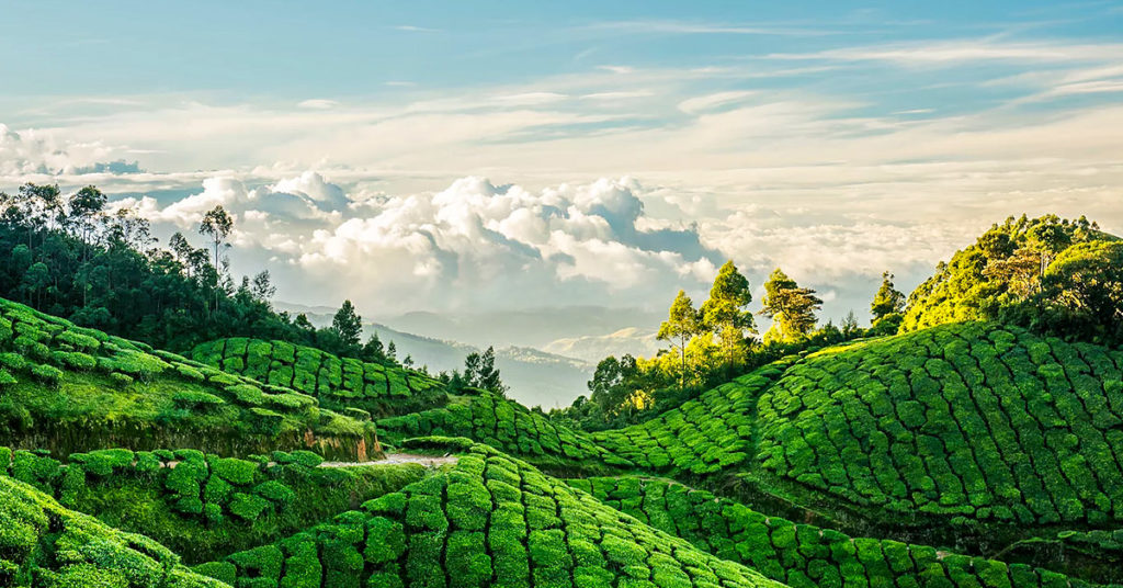 Panoramic Munnar